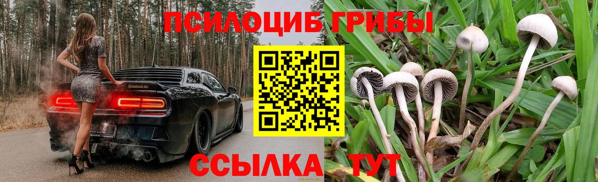Южно-Сахалинск  Галлюциногенные грибы Psilocybe  Вход с VPN 